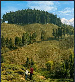 Sikkim Kalimpong Darjeeling